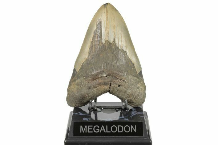 Huge, Fossil Megalodon Tooth - Serrated Blade #188211
